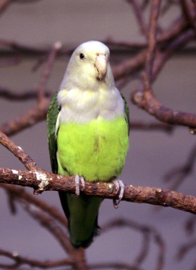 Inseparabile del madagascar (Agapornis cana)