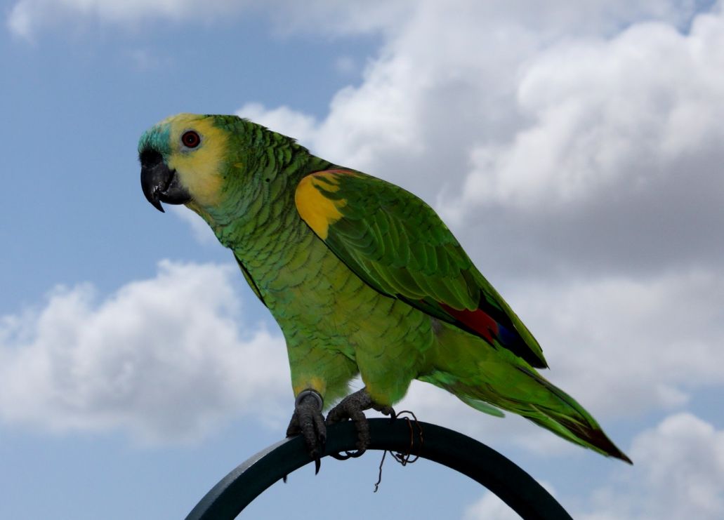 Amazzone fronte azzurra (Amazona aestiva xanthopteryx)