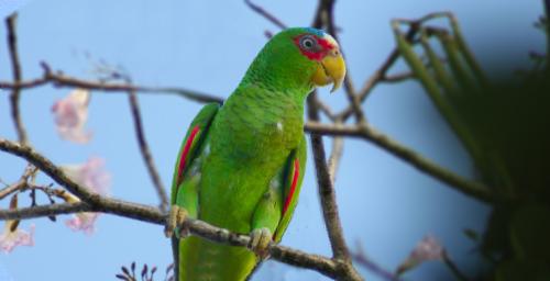 Amazona albifrons