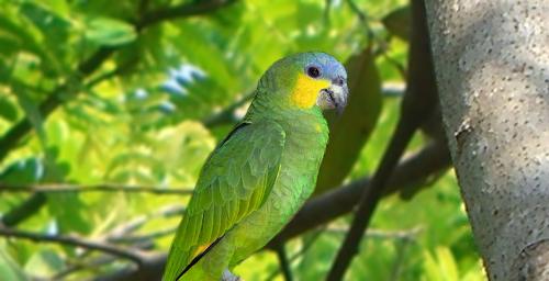 Amazona amazonica