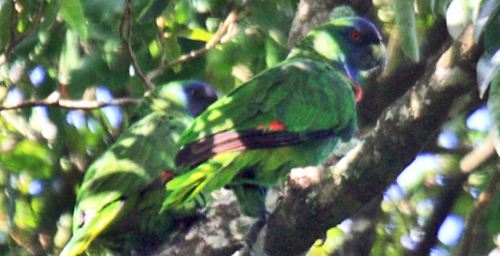 Amazona arausiaca