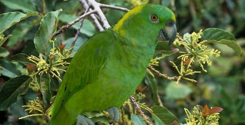 Amazona auropalliata