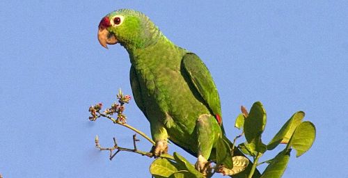 Amazona autumnalis