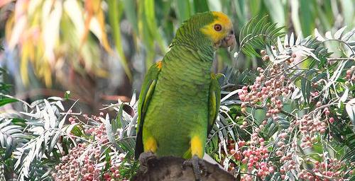 Amazona barbadensis