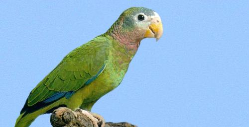 Amazona collaria