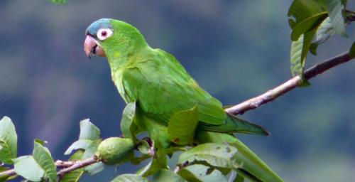 Amazona farinosa