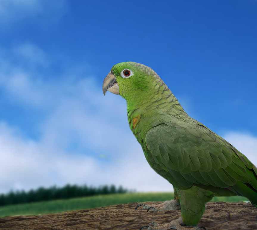 Amazzone farinosa (Amazona farinosa)