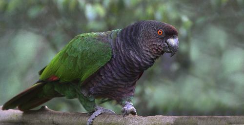 Amazona imperialis