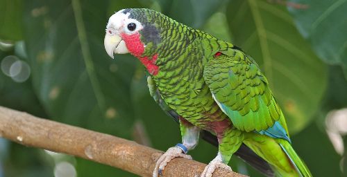 Amazona leucocephala