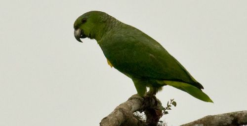 Amazona mercenaria