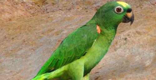 Amazona ochrocephala