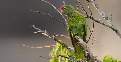 Amazona tucumana