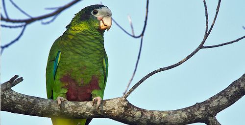 Amazona ventralis