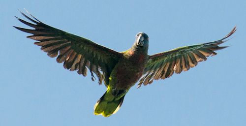 Amazona versicolor