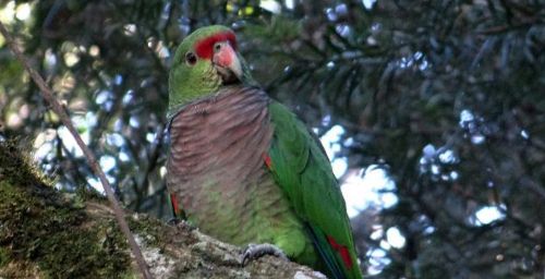 Amazona vinacea