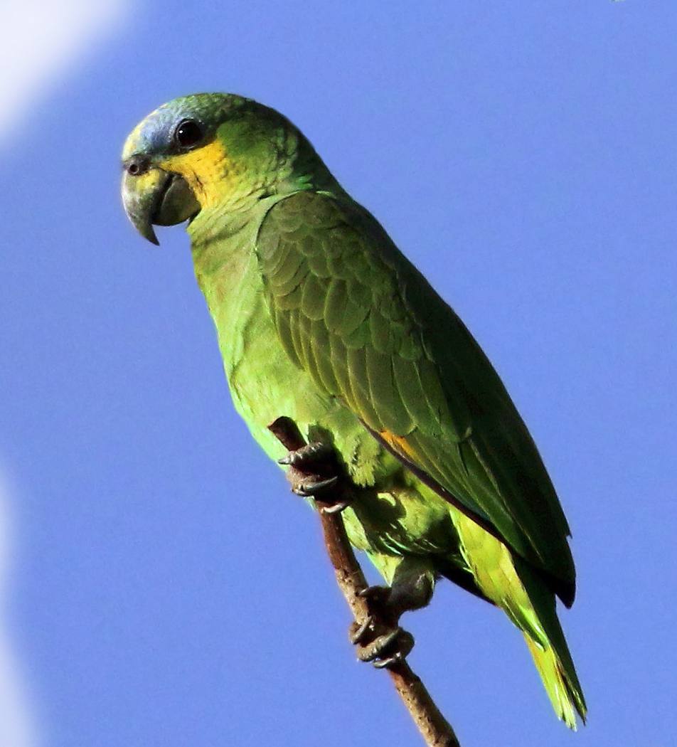 Amazzone dell'Amazzonia (amazona amazzonica)