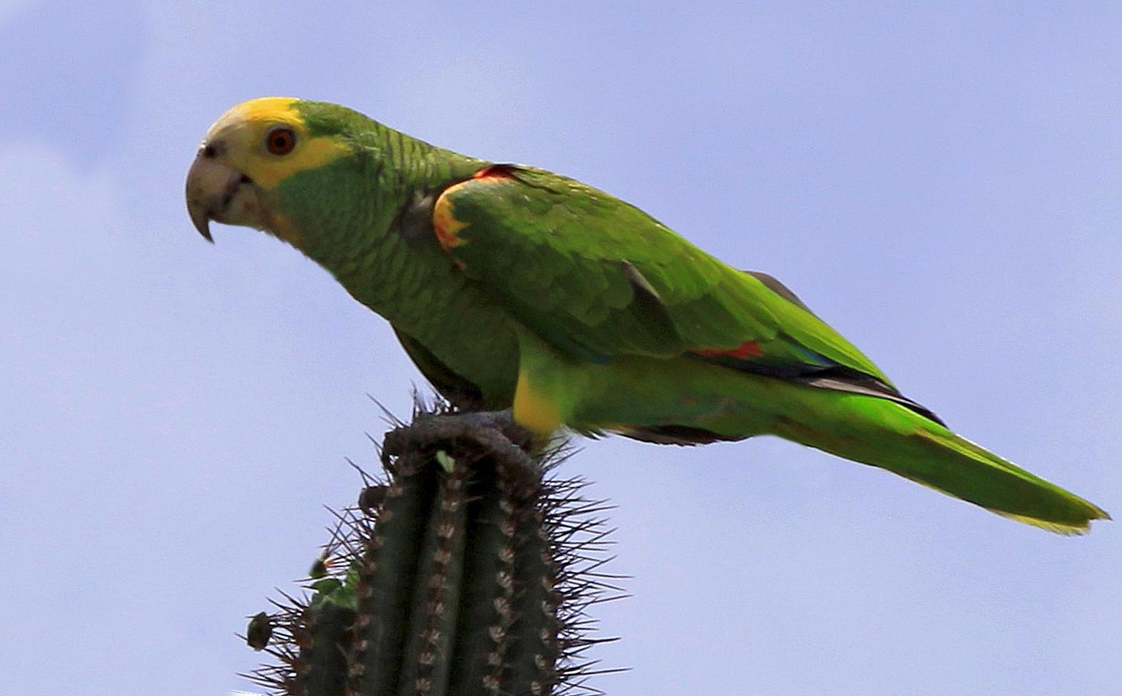 Amazzone delle Barbados (amazona barbadensis)