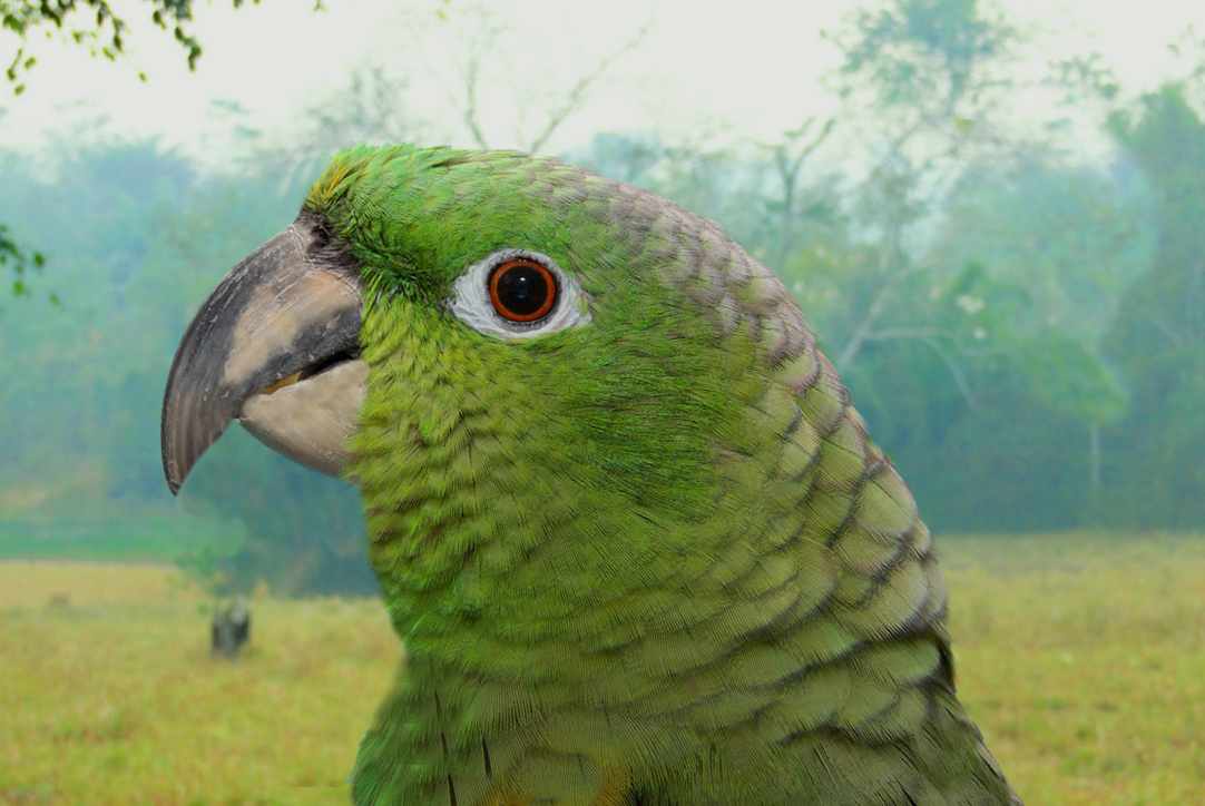 Amazzone farinosa (Amazona farinosa)