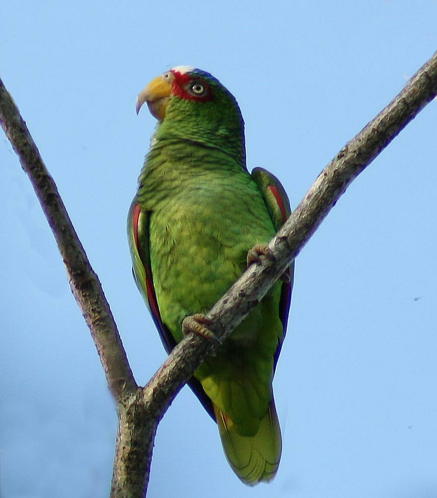 Amazzone fronte bianca (amazona albifrons)