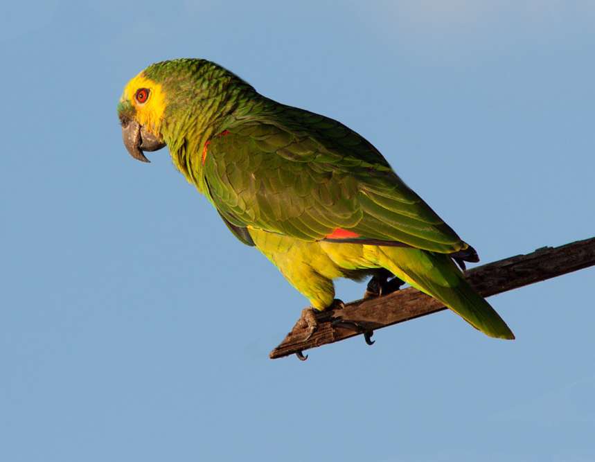 Amazzone fronte blu (amazona aestiva)