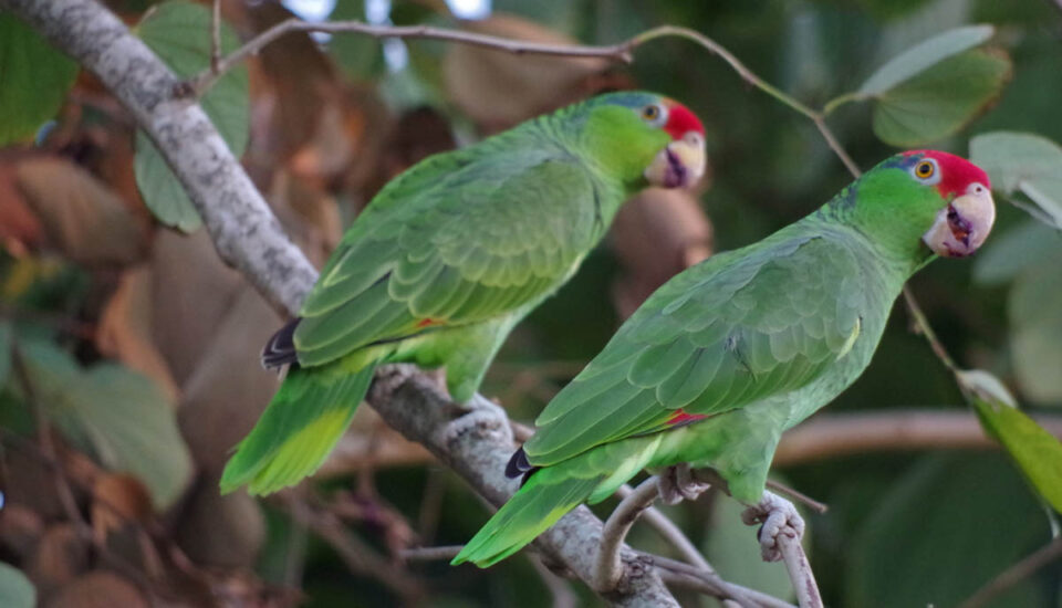 Amazzone a guance verdi - Amazona viridigenalis