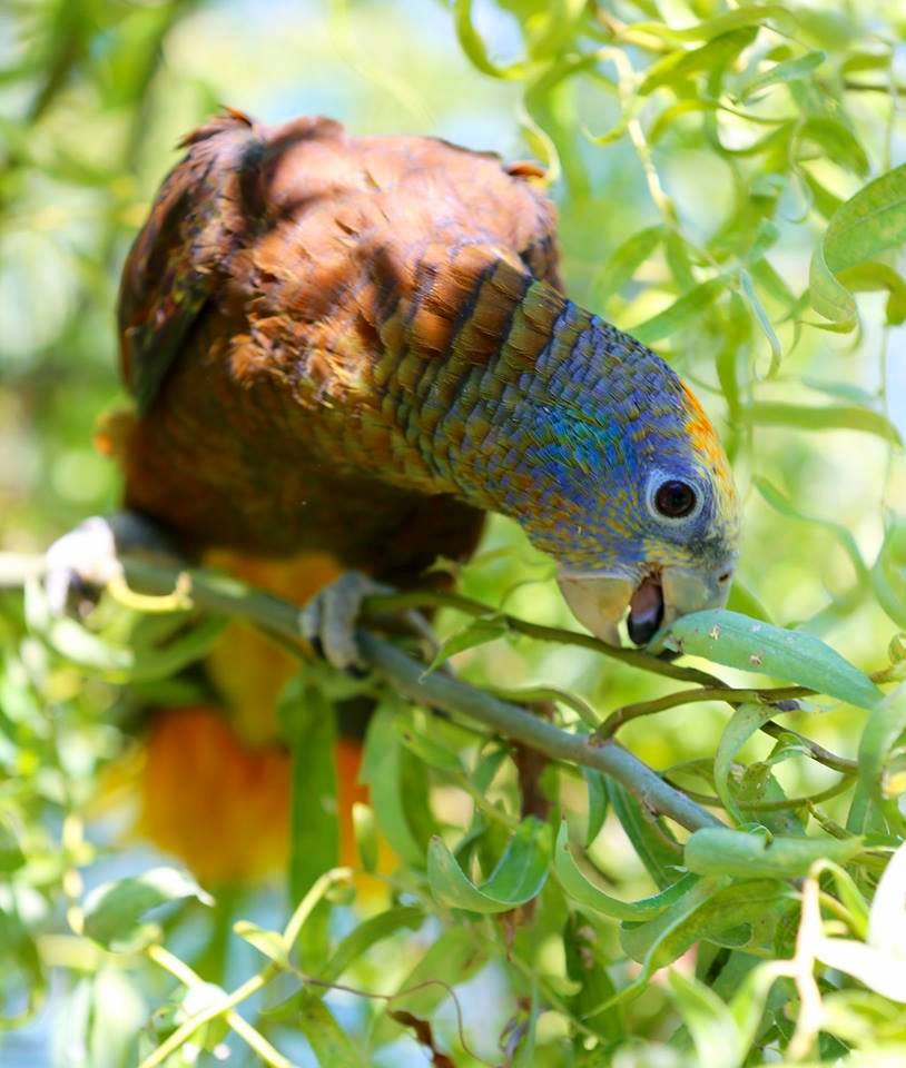 Amazzone di St.Vincent (amazona guildingii)