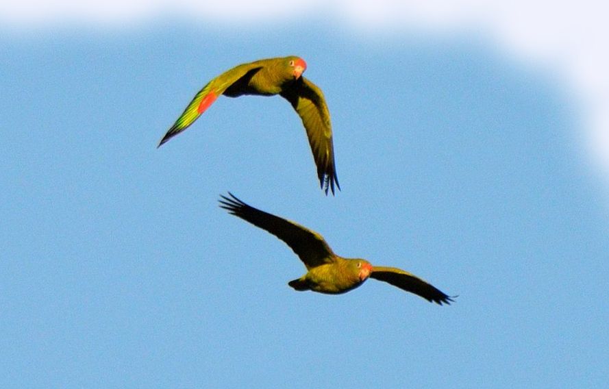 Coppia di amazzoni di Tucuman in volo (amazona tucumana)