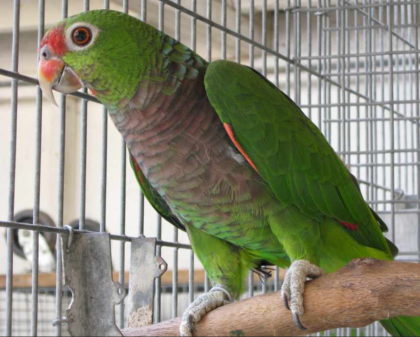 Amazzone vinacea (Amazona vinacea)