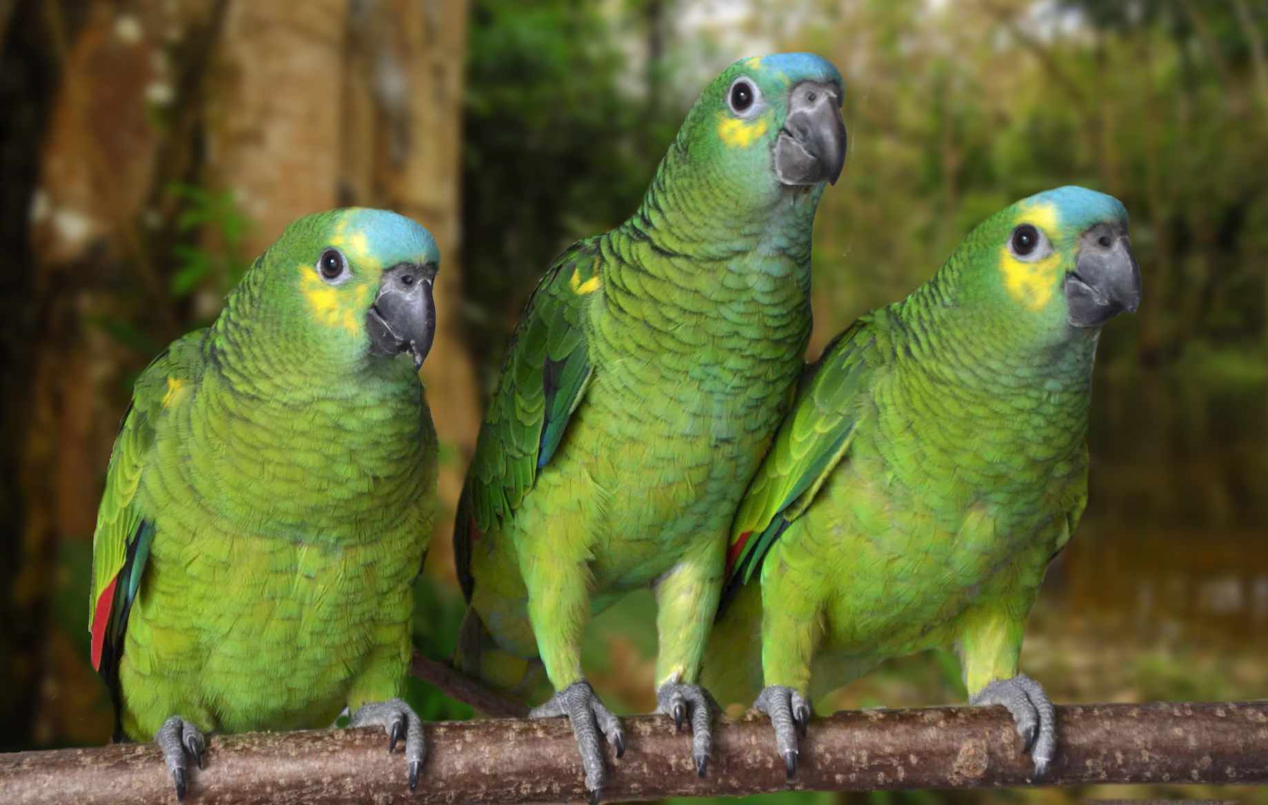 Tre amazzoni fronte blu (Amazona aestiva)