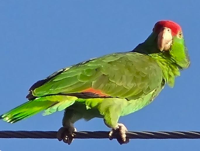 Amazzoni guance verdi al Parco Natura Viva