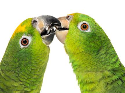 Amazona ochrocephala