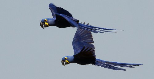 Anodorhynchus hyacintinus