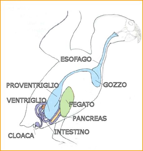 L'apparato digerente dei pappagalli