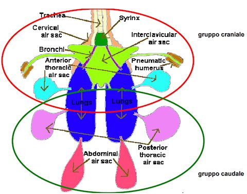 Apparato Respiratorio Pappagalli