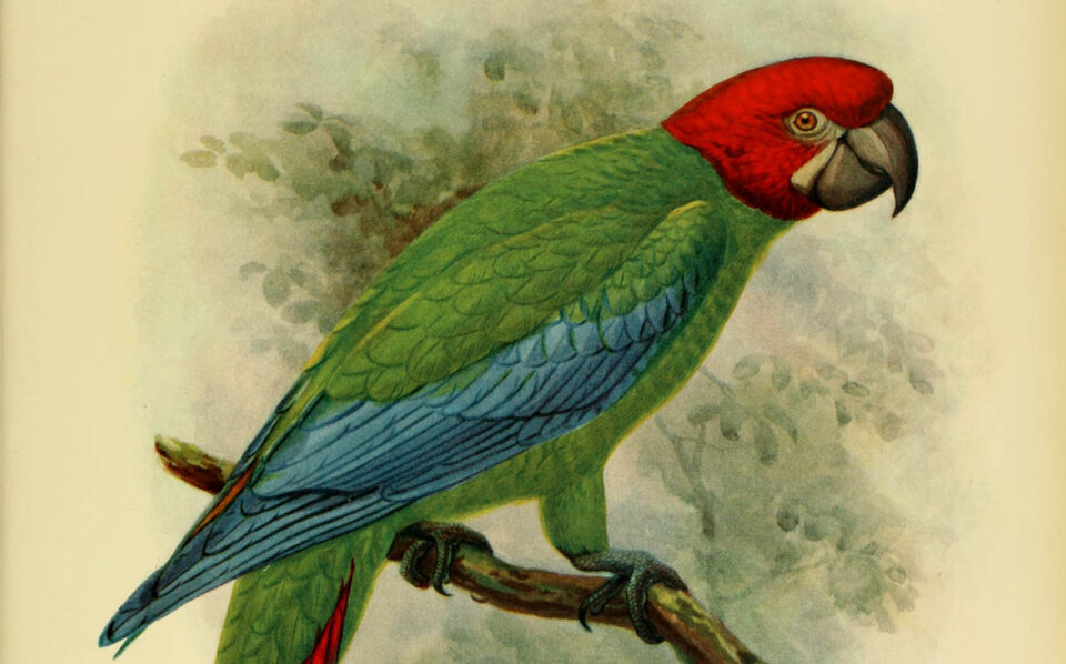 Ara della giamaica - ara erythrocephala