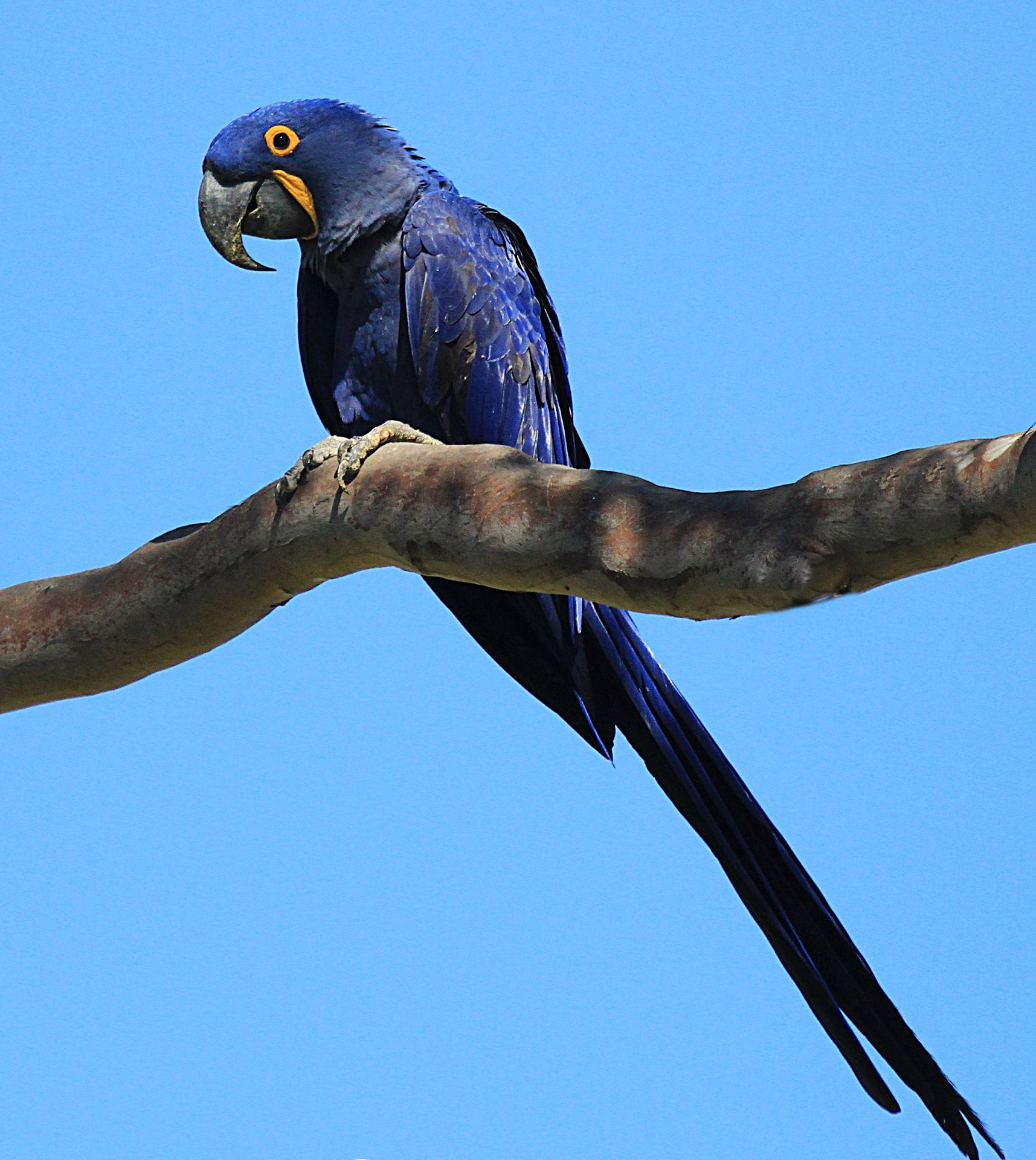 Esemplare di ara giacinto (anodorhynchus hyacintinus)