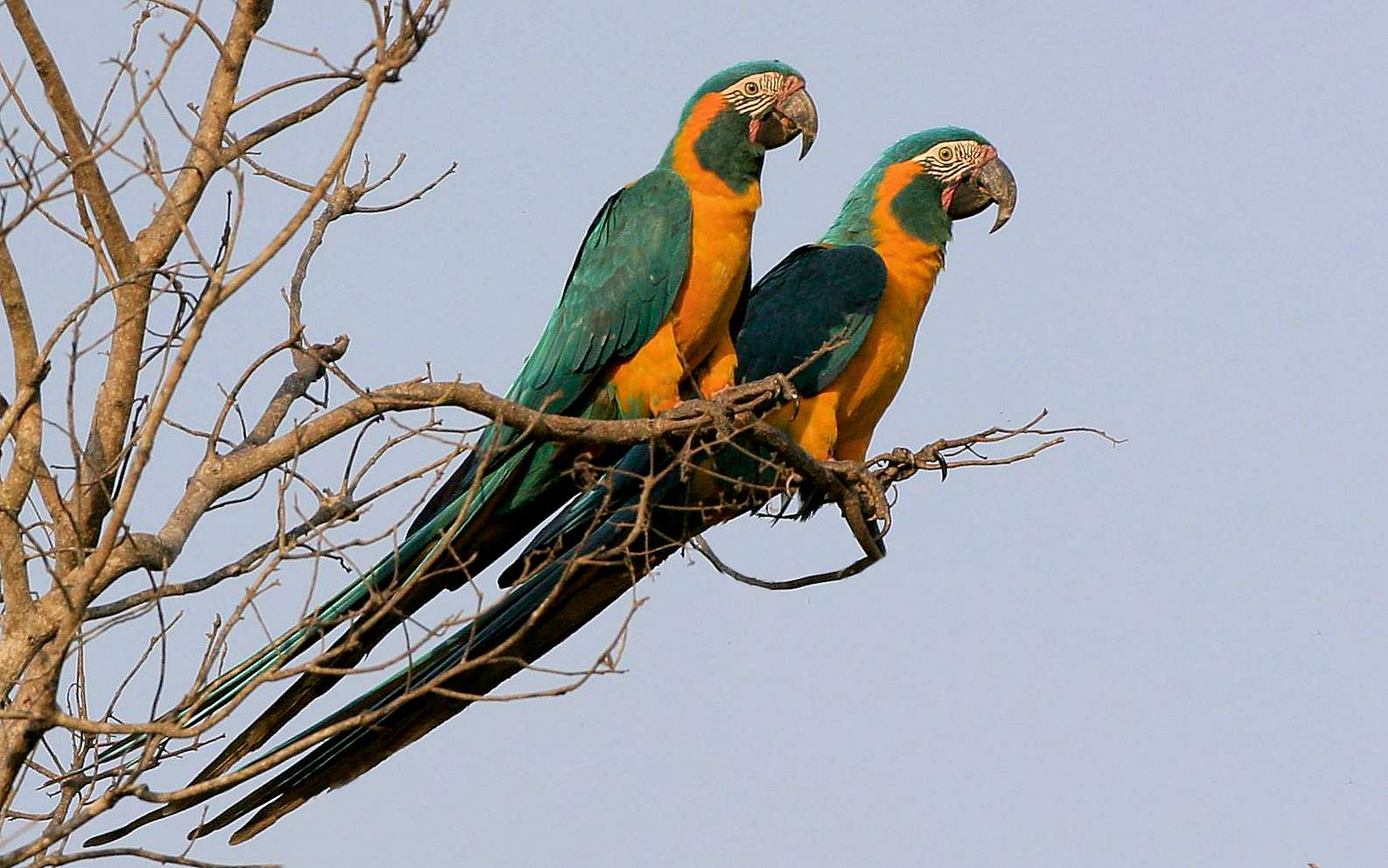 Ara gola blu (ara glaucogularis)