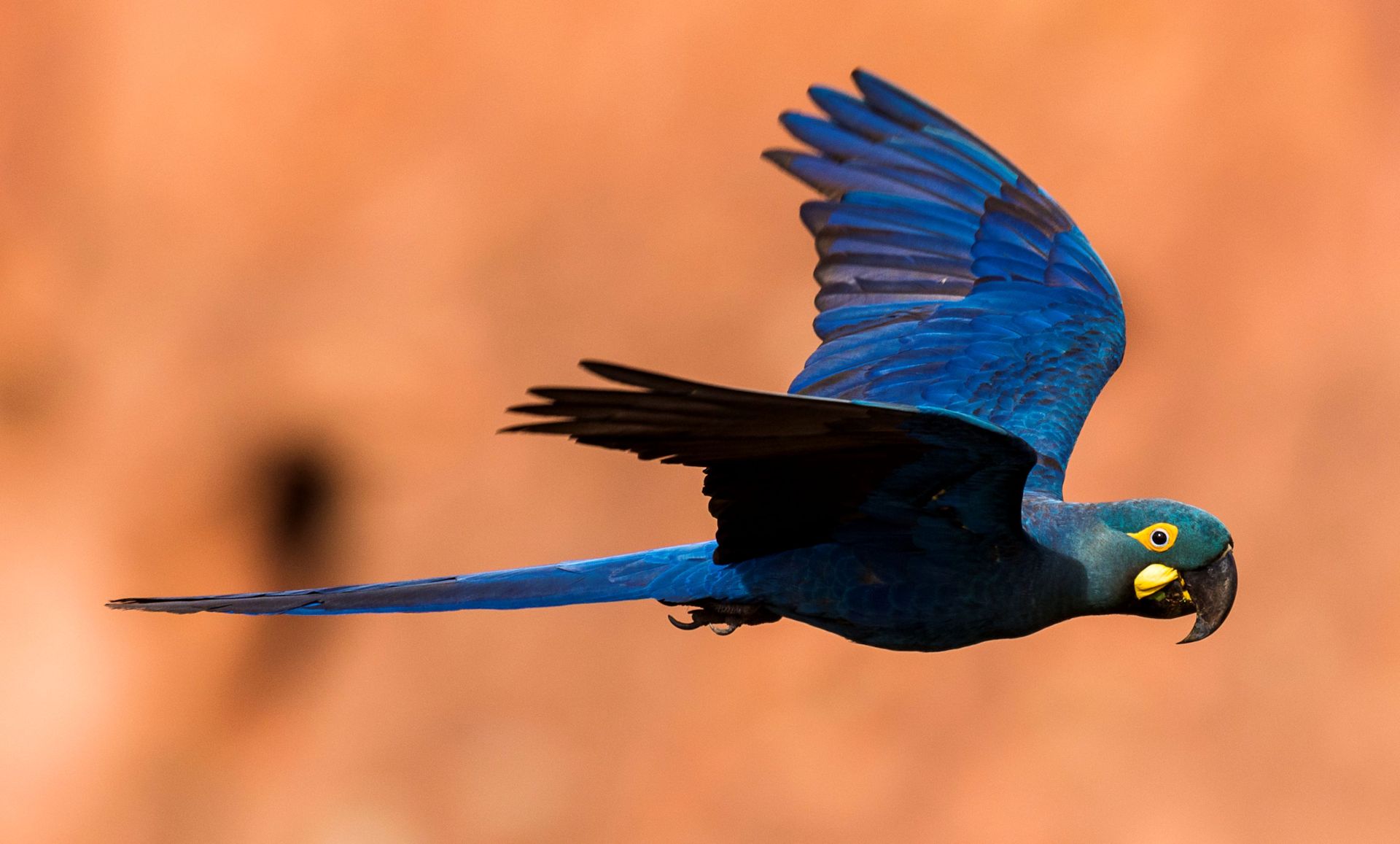 Ara di lear (anodorhynchus leari) in fase di volo