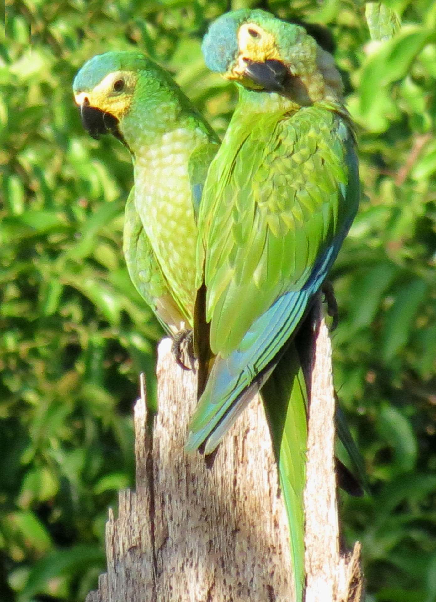 Ara ventre rosso (Orthopsittaca manilata)