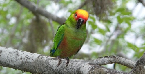 Aratinga auricapilla