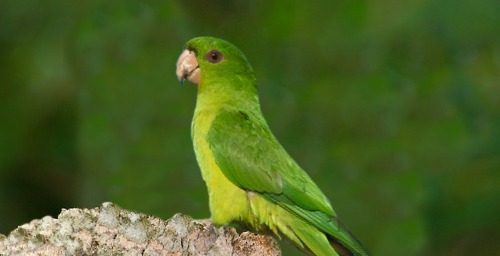 Aratinga holochlora