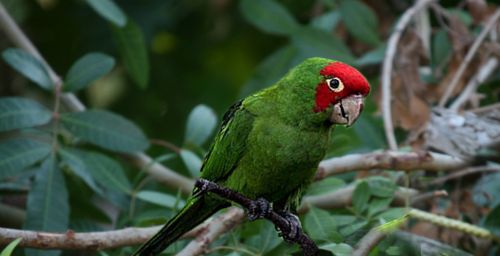 Aratinga wagleri