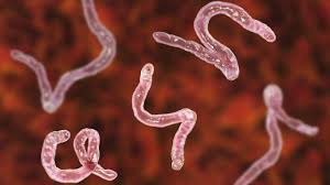 Ascaridi vermi intestinali pappagalli