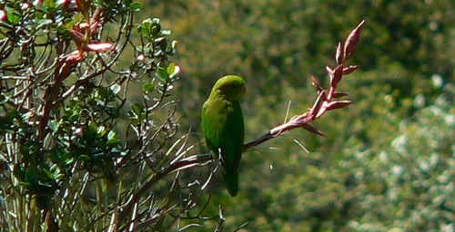 Bolborhynchus orbygnesius