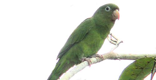 Brotogeris chrysopterus