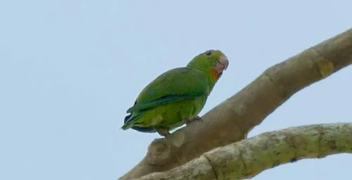 Brotogeris cyanoptera