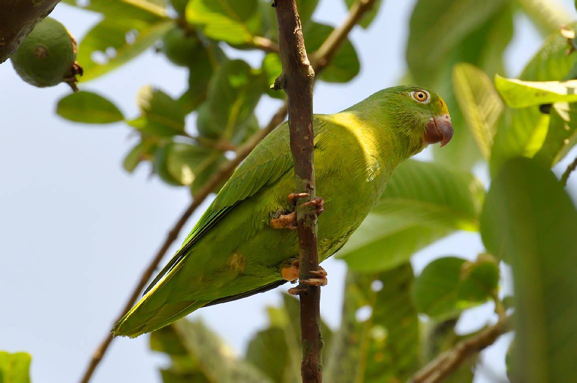 Pappagallino tui (Brotogeris sanctithomae)