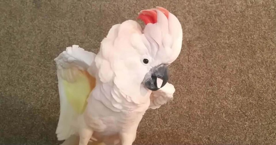 Allevare pappagalli all'aperto e al chiuso