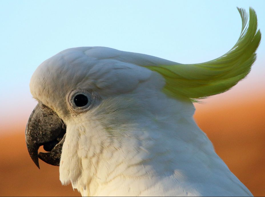 Cacatua ciuffo giallo minore (cacatua sulphurea)