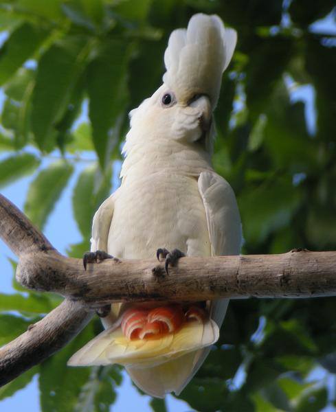 Cacatua delle Filippine (cacatua haematuropygia)